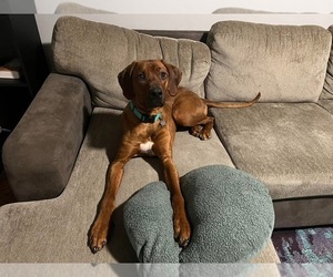 Mother of the Rhodesian Ridgeback puppies born on 06/03/2025