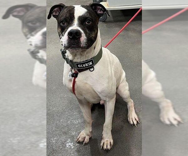 Medium Photo #1 Boxer-Unknown Mix Puppy For Sale in Forestville, MD, USA