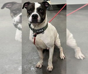 Boxer-Unknown Mix Dogs for adoption in Forestville, MD, USA