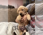 Small Photo #1 Labrador Retriever Puppy For Sale in MC BAIN, MI, USA