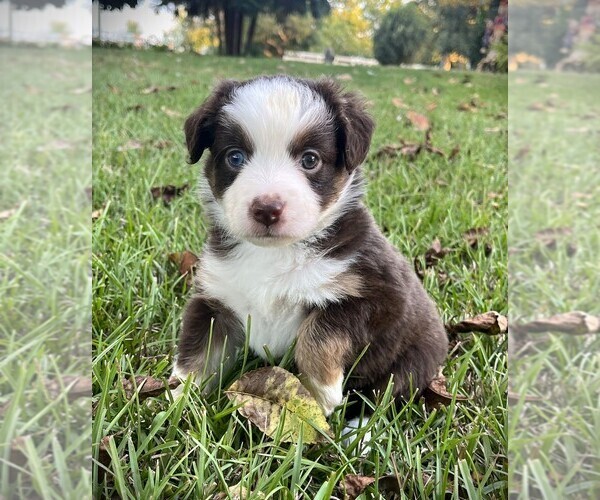 Medium Photo #1 Miniature Australian Shepherd Puppy For Sale in MONTICELLO, SC, USA