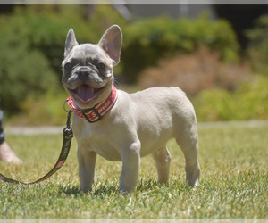 French Bulldog Puppy for sale in RIVERSIDE, CA, USA