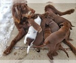 Small Photo #10 German Shorthaired Pointer-Labradoodle Mix Puppy For Sale in MONTICELLO, MN, USA