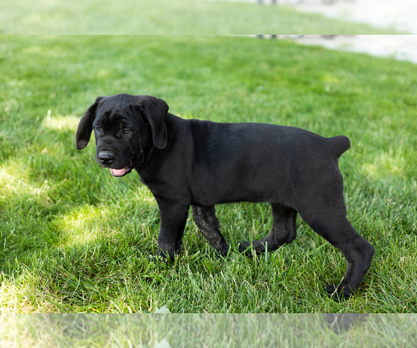 Medium Photo #7 Cane Corso Puppy For Sale in WAKARUSA, IN, USA
