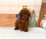 Small Photo #7 Poodle (Toy) Puppy For Sale in SAN FRANCISCO, CA, USA