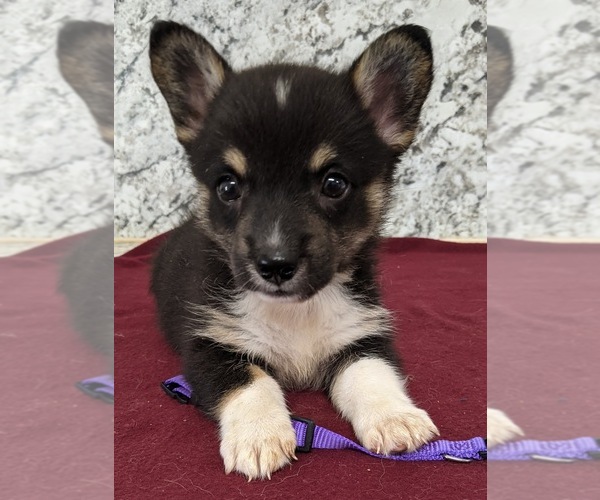 Medium Photo #1 Pembroke Welsh Corgi Puppy For Sale in LUFKIN, TX, USA