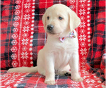 Small Photo #4 Labrador Retriever Puppy For Sale in PALM COAST, FL, USA