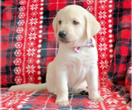 Small #3 Labrador Retriever