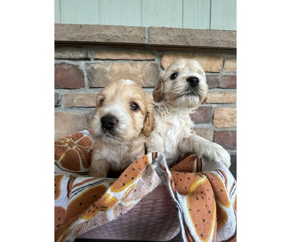 Medium Photo #2 Cock-A-Poo Puppy For Sale in MORRIS, MN, USA