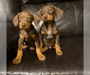 Doberman Pinscher Puppy for sale in SAN JOSE, CA, USA
