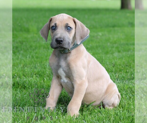Medium Photo #4 Great Dane Puppy For Sale in LITITZ, PA, USA