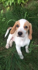 Beagle Puppy for sale in OSHKOSH, WI, USA