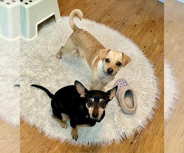 Medium Photo #3 Mutt Puppy For Sale in Springdale, PA, USA