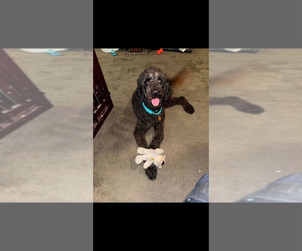 Medium Photo #15 Mutt Puppy For Sale in New York, NY, USA