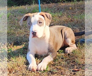 Bulldog-Unknown Mix Dogs for adoption in Wetumpka, AL, USA
