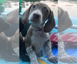 Small #1 Dachshund Mix