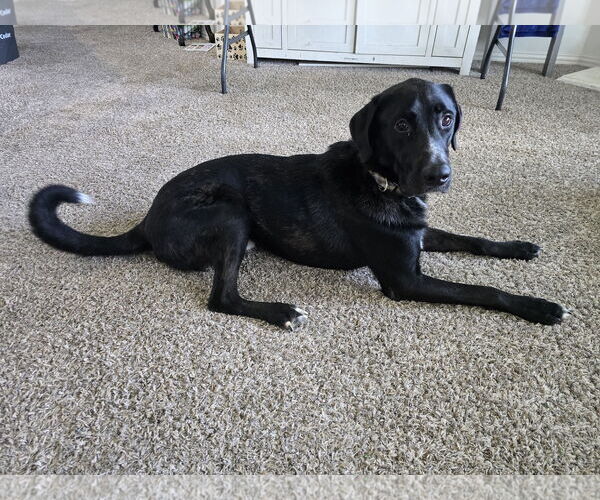 Medium Photo #2 Great Dane-Poodle (Standard) Mix Puppy For Sale in McKinney, TX, USA