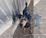 Small #19 Doberman Pinscher-Pointer Mix