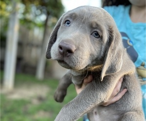 Labrador Retriever Puppy for sale in KINGSBURG, CA, USA