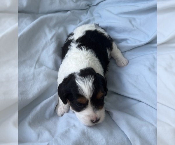 Medium Photo #17 Cavapoo Puppy For Sale in PENSACOLA, FL, USA