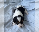Small Photo #17 Cavapoo Puppy For Sale in PENSACOLA, FL, USA
