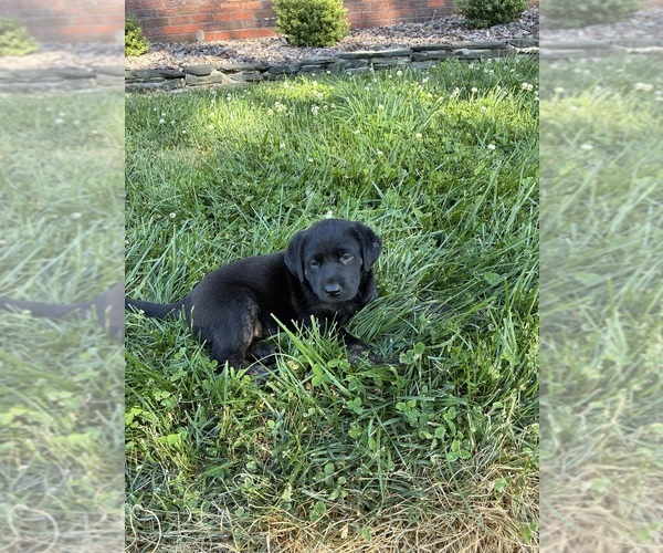 Medium Photo #4 Labrador Retriever Puppy For Sale in KINGS MOUNTAIN, NC, USA