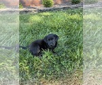 Small #3 Labrador Retriever