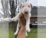 Small Photo #2 Bull Terrier Puppy For Sale in BAYTOWN, TX, USA