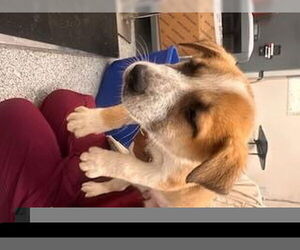 American Pit Bull Terrier Dogs for adoption in Houston, TX, USA