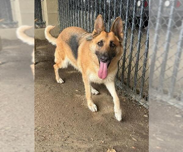 Medium Photo #2 German Shepherd Dog Puppy For Sale in Riverside, CA, USA