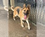 Small Photo #2 German Shepherd Dog Puppy For Sale in Riverside, CA, USA