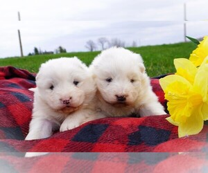 Samoyed Litter for sale in LUBLIN, WI, USA