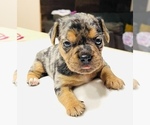 Small #2 French Bulldog-Yorkshire Terrier Mix
