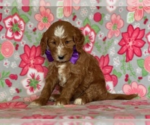 Goldendoodle Puppy for sale in LANCASTER, PA, USA
