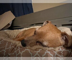 Diamond - Female Chiweenie Dog for Adoption - Photo #2