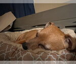 Small #1 Chiweenie
