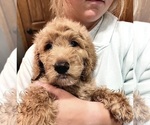 Small #4 Goldendoodle