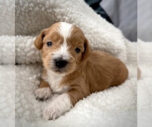 Shih-Poo Puppy for sale in LEXINGTON, NC, USA