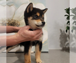Shiba Inu Puppy for sale in EASTVALE, CA, USA