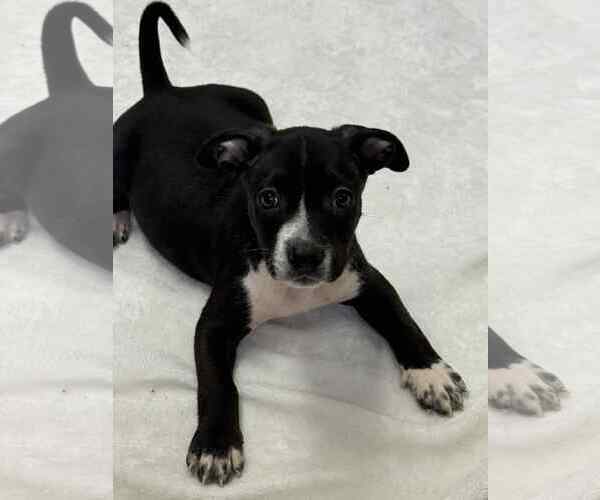 Medium Photo #3 American Boston Bull Terrier Puppy For Sale in Mechanicsburg, PA, USA