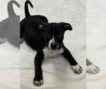 Small #2 American Boston Bull Terrier