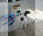 Small #5 Mutt