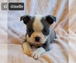 Small Photo #3 Boston Terrier Puppy For Sale in POMEROY, OH, USA