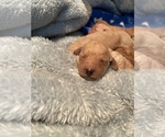Small Photo #15 Goldendoodle (Miniature) Puppy For Sale in SAN JOSE, CA, USA