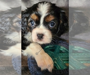 Cavalier King Charles Spaniel Puppy for sale in BOONVILLE, NY, USA