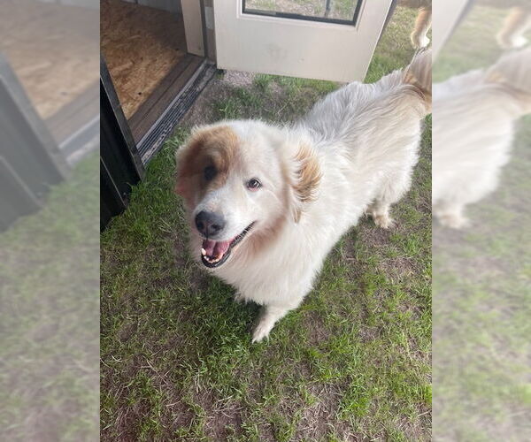 Medium Photo #5 Golden Pyrenees Puppy For Sale in Dallas, TX, USA