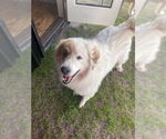 Small #4 Golden Pyrenees