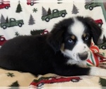 Small Photo #1 Australian Shepherd Puppy For Sale in EXETER, MO, USA