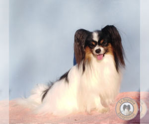 Father of the Papillon puppies born on 03/09/2023
