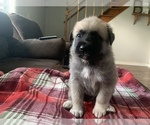 Small Photo #7 Belgian Malinois-Great Pyrenees Mix Puppy For Sale in APPLETON, NY, USA